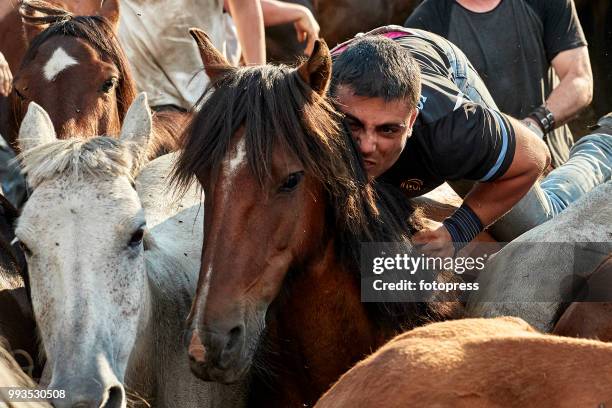 The wild horses are enclosed in "O Corru", where "Os aloitadores" fight and grab them, to cut their mane and apply medical treatments during Rapa das...