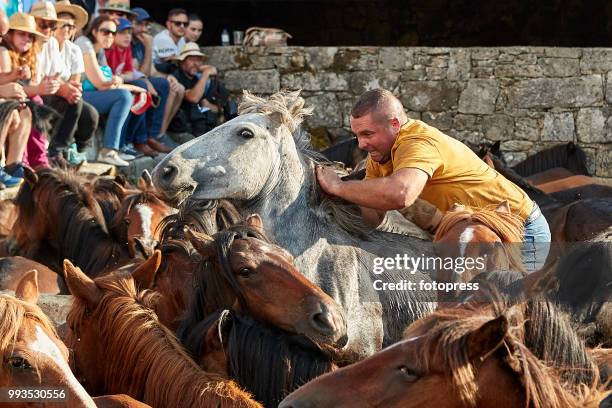 The wild horses are enclosed in "O Corru", where "Os aloitadores" fight and grab them, to cut their mane and apply medical treatments during Rapa das...