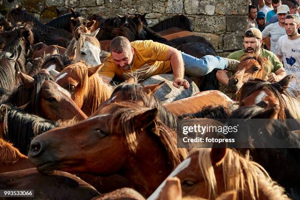 The wild horses are enclosed in "O Corru", where "Os aloitadores" fight and grab them, to cut their mane and apply medical treatments during Rapa das...