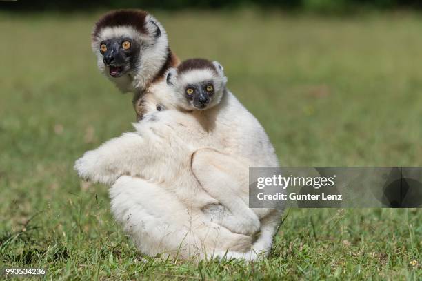 verreaux's sifaka (propithecus verreauxi) mother with young on her back, madagascar - gele ogen stockfoto's en -beelden