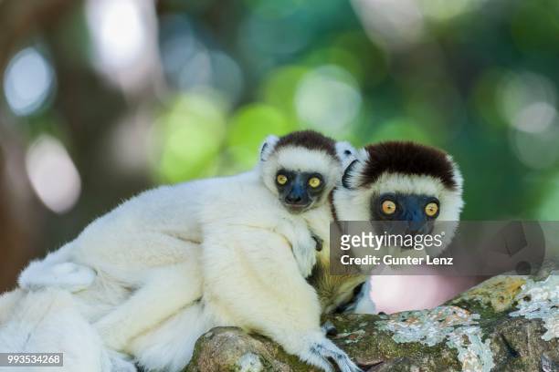 verreaux's sifaka (propithecus verreauxi) mother with young on her back, madagascar - yellow eyes stock pictures, royalty-free photos & images