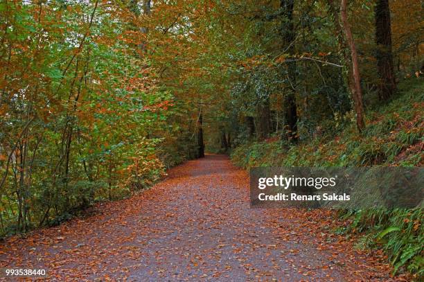 Lead Path Tree 646 Lead Wood Tree Stock Photos, High-Res Pictures, and Images - Getty ...