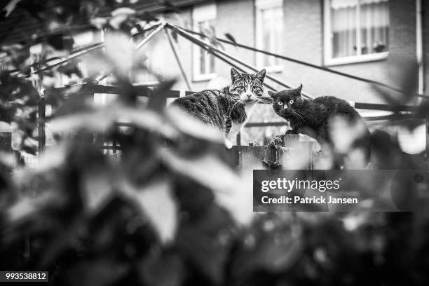 Interrupted Being Interrupted Photos and Premium High Res Pictures - Getty Images