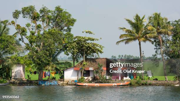 houses and trees, rice paddies behind, backwaters canal system in alappuzha, kerala, india - canal trees stockfoto's en -beelden