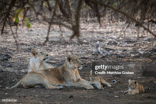 asiatic lion (panthera leo persica), female, lioness with her cubs, gir interpretation zone or devalia safari park, gir forest national park, gir forest national park, gujarat, india - ギールフォーレスト国立公園 ストックフォトと画像