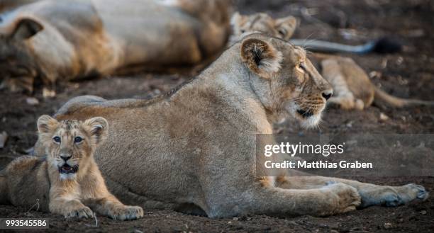 asiatic lion (panthera leo persica), female, lioness with young, gir interpretation zone or devalia safari park, gir forest national park, gir forest national park, gujarat, india - gir forest national park stock pictures, royalty-free photos & images