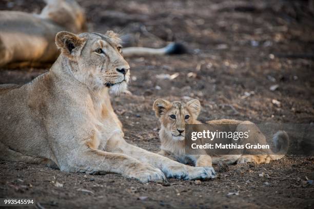 asiatic lion (panthera leo persica), female, lioness with cub, gir interpretation zone or devalia safari park, gir forest national park, gir forest national park, gujarat, india - gir forest national park stock pictures, royalty-free photos & images