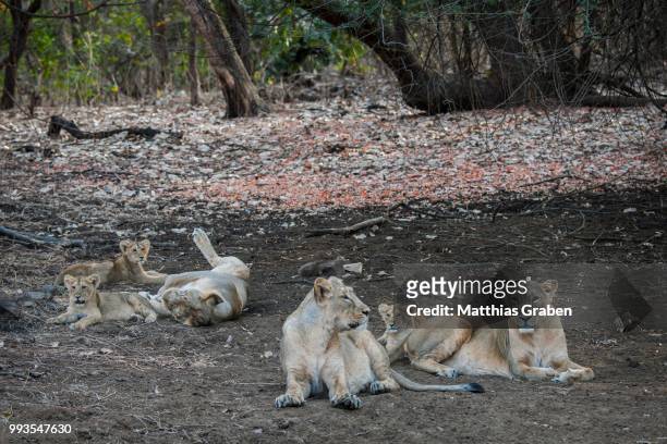 asiatic lion (panthera leo persica), female, lioness with her cubs, gir interpretation zone or devalia safari park, gir forest national park, gir forest national park, gujarat, india - gir forest national park stock pictures, royalty-free photos & images