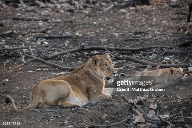 asiatic lion (panthera leo persica), female, lioness with cub, gir interpretation zone or devalia safari park, gir forest national park, gir forest national park, gujarat, india - gir forest national park stock pictures, royalty-free photos & images