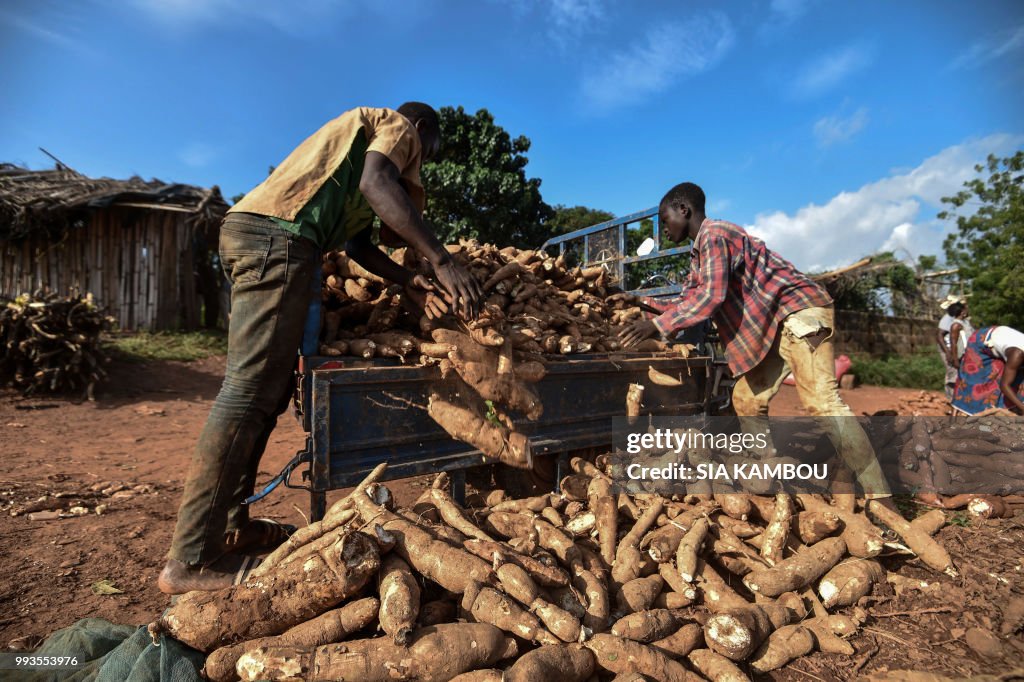 ICOAST-AGRICULTURE-FOOD-RESEARCH-CASSAVA