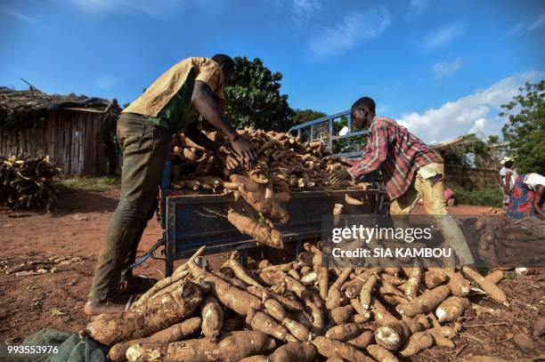 Men unload cassava in Affery, on June 25, 2018. - Researchers from half a dozen states in West Africa have joined together in a battle against what...