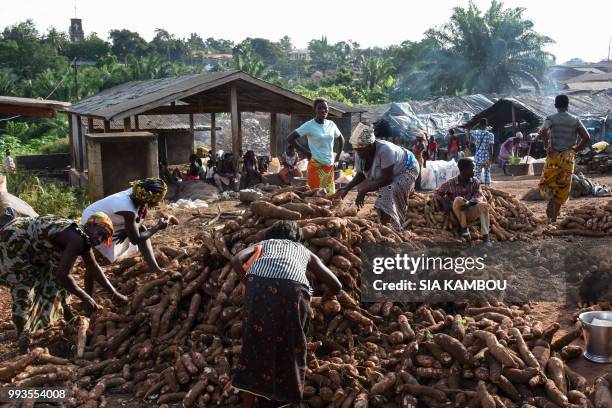 Women select cassava tubers , on a production site of "attieke", a side dish made from cassava, in Affery, on June 18, 2018. - Researchers from half...
