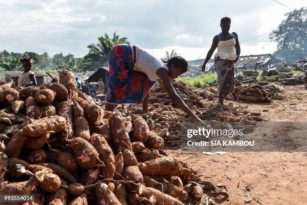 Women select cassava tubers , on a production site of "attieke", a side dish made from cassava, in Affery, on June 18, 2018. - Researchers from half...