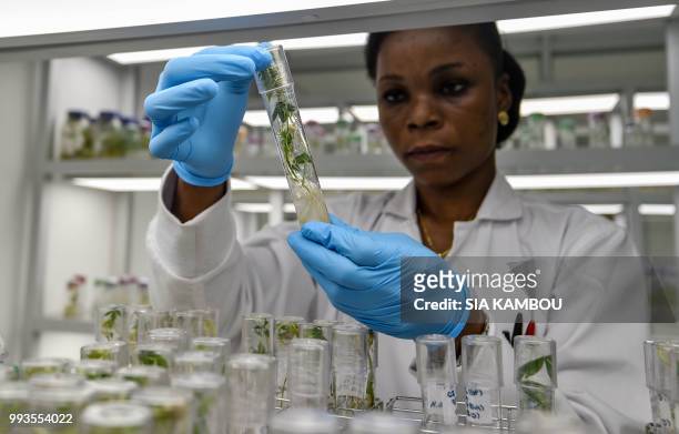Lab technician checks in vitro cultures of cassava , in a research centre on cassava, on June 27, 2018 in Bingerville, as part of the West African...