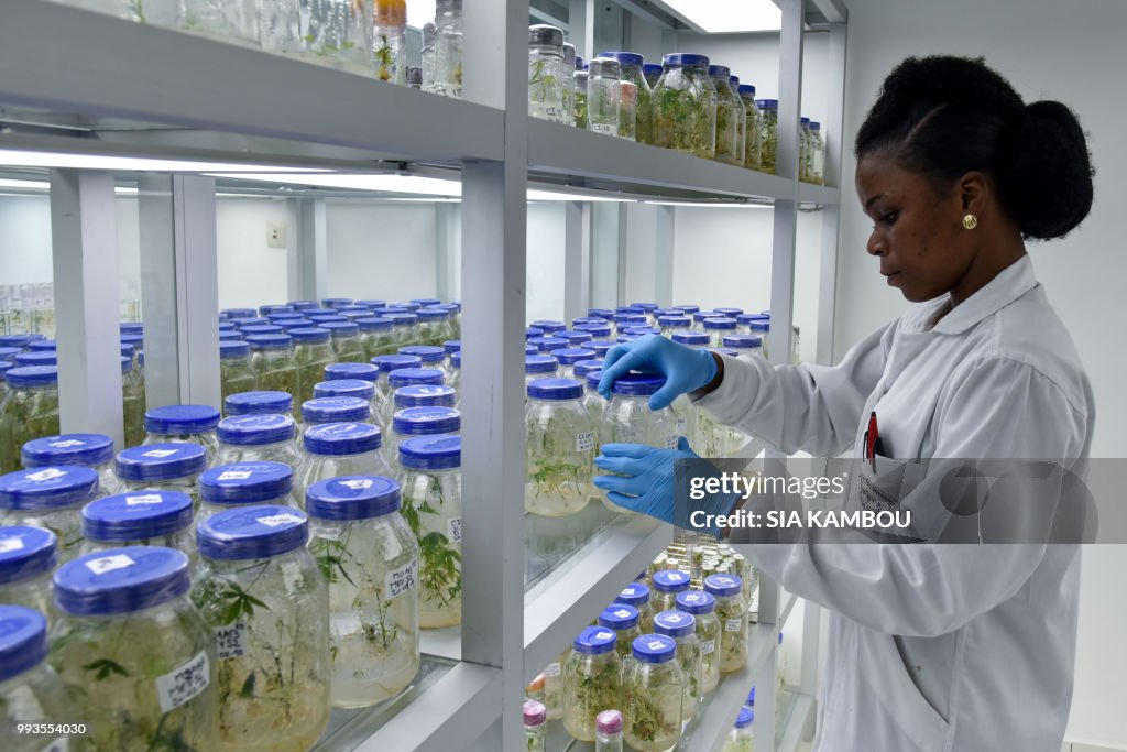 ICOAST-AGRICULTURE-FOOD-RESEARCH-CASSAVA