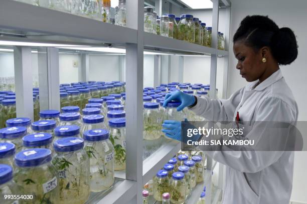 Lab technician checks in vitro cultures of cassava , in a research centre on cassava, on June 27, 2018 in Bingerville, as part of the West African...