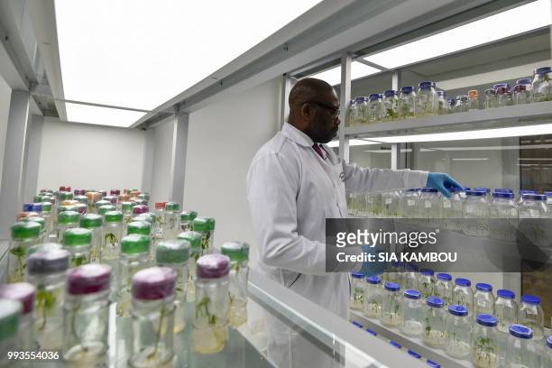 Dr Justin Pita, in charge of the West African Virus Epidemiology project, checks in vitro cultures of cassava , in the research centre in...