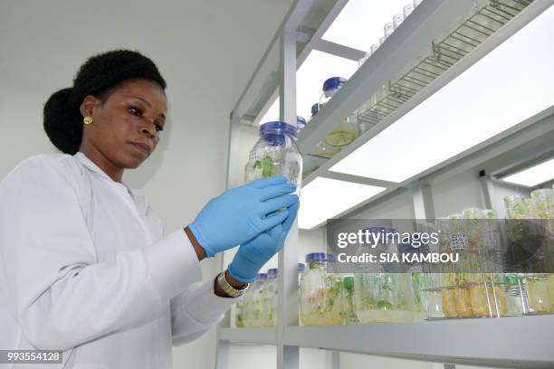 Lab technician checks in vitro cultures of cassava , in a research centre on cassava, on June 27, 2018 in Bingerville, as part of the West African...