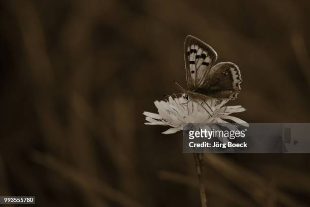 schmetterling - schmetterling stock pictures, royalty-free photos & images