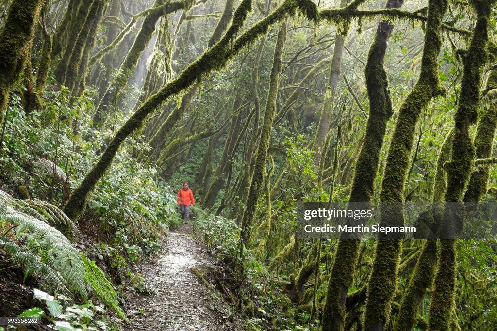 Woman hiking in the cloud forest, laurel forest, Garajonay National Park, La Gomera, Canary Islands, Spain