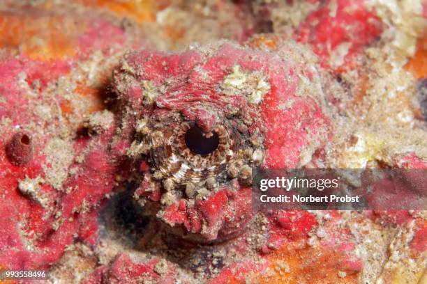stonefish (synanceia verrucosa), detail view of the eye, jordan - ray finned fish stock-fotos und bilder