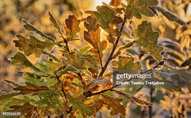 frozen oak wood - teemu tretjakov stock pictures, royalty-free photos & images