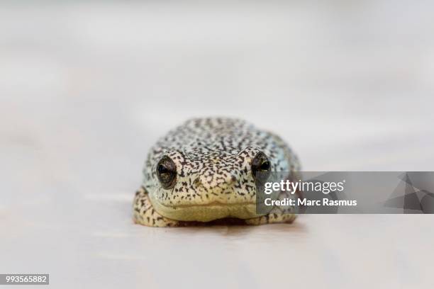 marbled reed frog (hyperolius marmoratus), macro, okavango delta, botswana - anura stock pictures, royalty-free photos & images