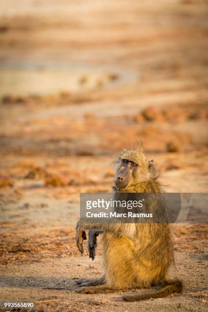 chacma baboon (papio ursinus) sitting on the ground in the evening light, chobe national park, chobe river, botswana - chobe national park bildbanksfoton och bilder