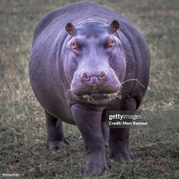 hippopotamus (hippopotamus amphibius) on meadow with grass in the mouth, chobe national park, botswana - chobe national park bildbanksfoton och bilder