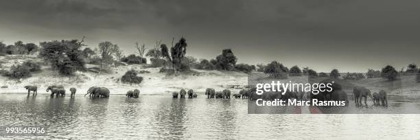 a large herd of african elephants (loxodonta africana) is standing in the river drinking water, sepia, panoramic view, chobe national park, chobe river, botswana - chobe nationalpark stock-fotos und bilder