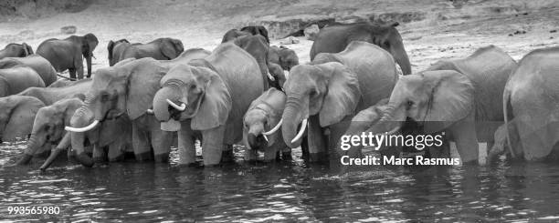 african elephant (loxodonta africana) standing in a row in the river drinking water, black and white, panoramic view, chobe national park, chobe river, botswana - chobe nationalpark stock-fotos und bilder