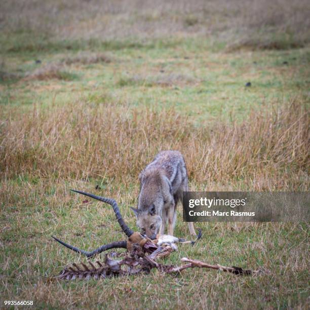 The Jackals Are Eating Each Other Photos and Premium High Res Pictures ... Biology Diagrams