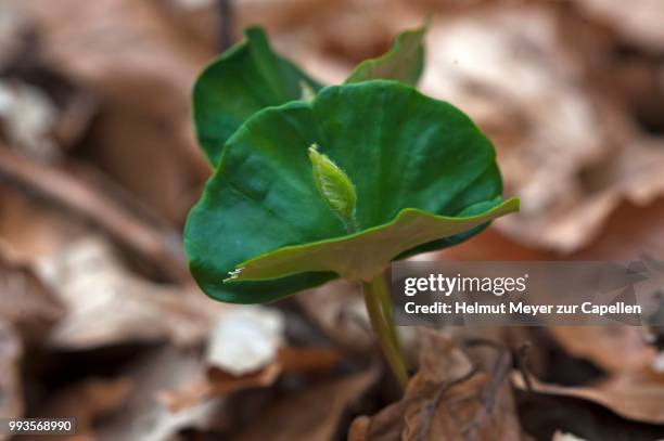 european beech seedling (fagus sylvatica), franconia, bavaria, germany - european beech stock pictures, royalty-free photos & images