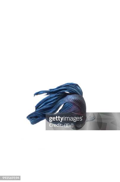 siamese fighting fish - fighting fish stock pictures, royalty-free photos & images