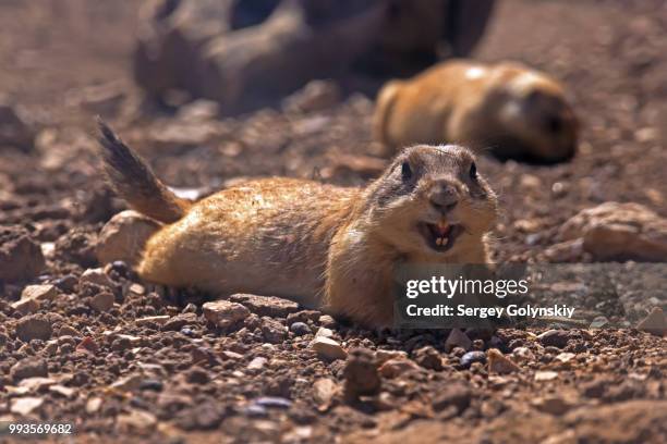 cynomys ludovicianus - black tailed prairie dog stock pictures, royalty-free photos & images