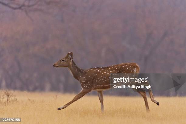 chital, spotted or axis deer (axis axis) running in the grasslands in the dry deciduous forests of ranthambhore national park, rajasthan, india - deciduous stock pictures, royalty-free photos & images
