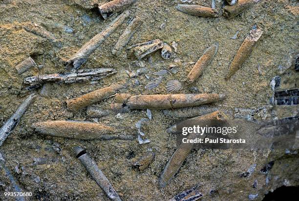 belemnite rostrum (guard) fossil - hypostome stock pictures, royalty-free photos & images