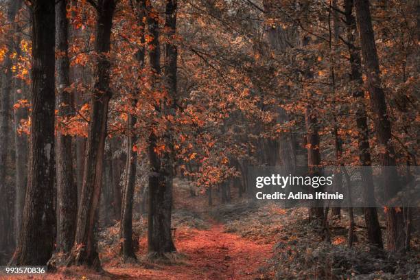 autumn day - adina bildbanksfoton och bilder