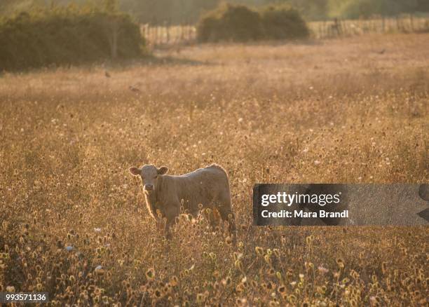 charolais cattle, calf on a pasture in the evening light, corsica, france - charolais cattle stock pictures, royalty-free photos & images
