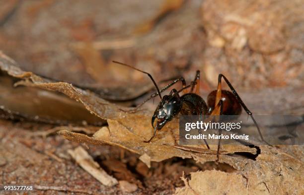 giant forest ant (camponotus gigas), tanjung puting national park, central kalimantan, borneo, indonesia - giant forest ant stock pictures, royalty-free photos & images