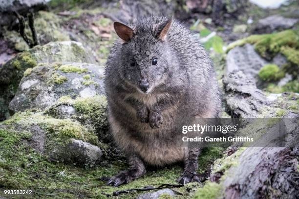 overland track, tasmania - overland track stock pictures, royalty-free photos & images