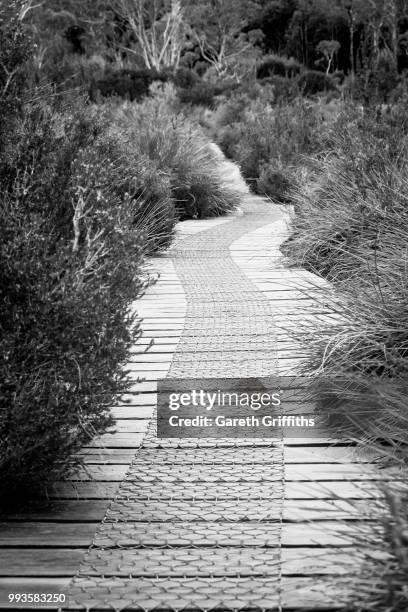 overland track, tasmania - overland track bildbanksfoton och bilder