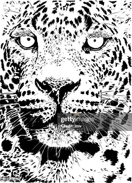 leopard portrait in black and white - leopard stock illustrations