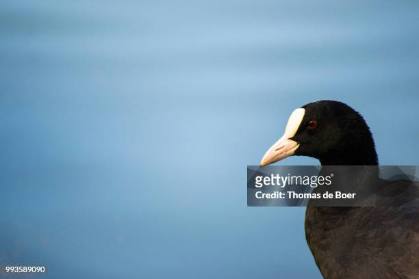 eurasian coot - de boer stock pictures, royalty-free photos & images