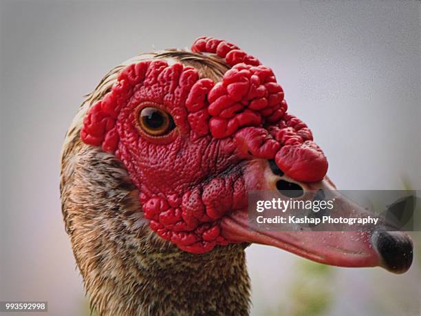 am i not beautiful? - duck series by kashap - muscovy duck stock pictures, royalty-free photos & images