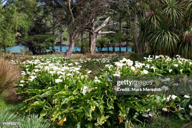 flowers at flea bay on the banks peninsula - mark bloom imagens e fotografias de stock