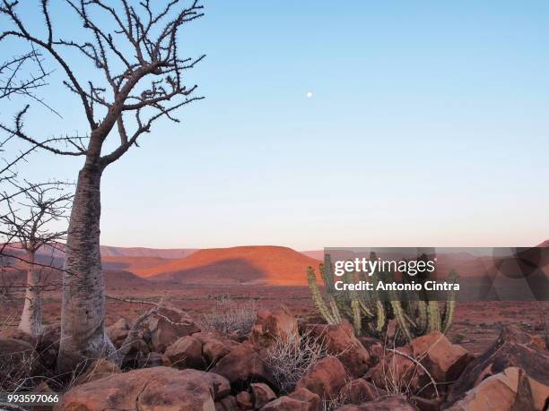 damaraland - cintra fotografías e imágenes de stock