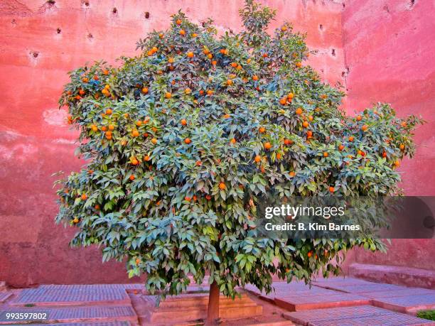 orange tree, marrakesh - zagara foto e immagini stock