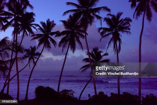 dawn at thalpe - fan palm tree stock pictures, royalty-free photos & images