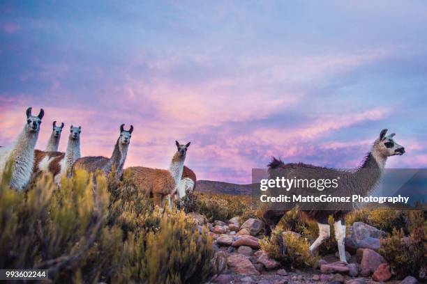 group of llamas walking on tunupa at sunset, bolivia - bolivia stock pictures, royalty-free photos & images